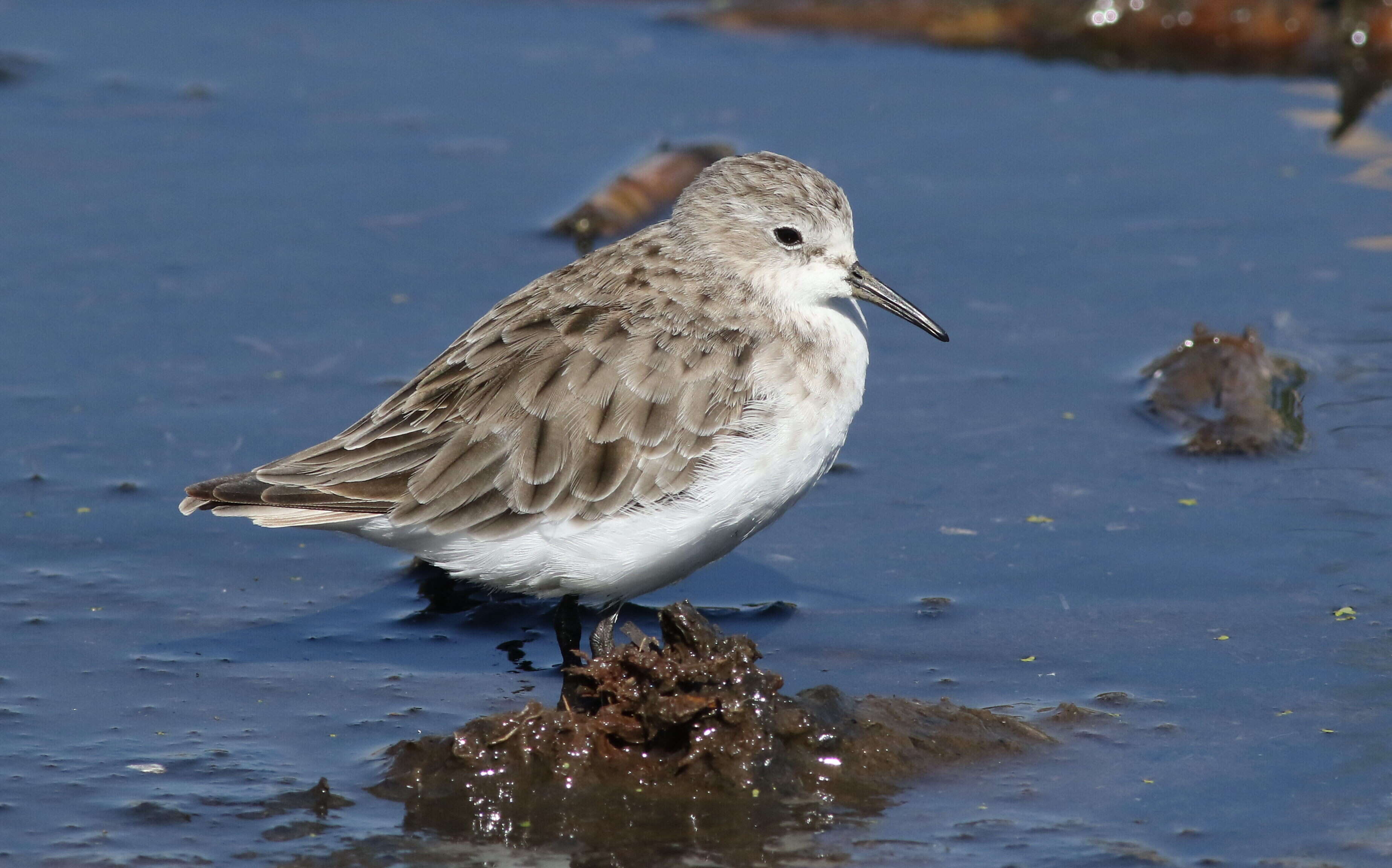 Image of Little Stint