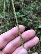 Imagem de Rottboellia tessellata Steud.