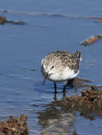 Image of Little Stint