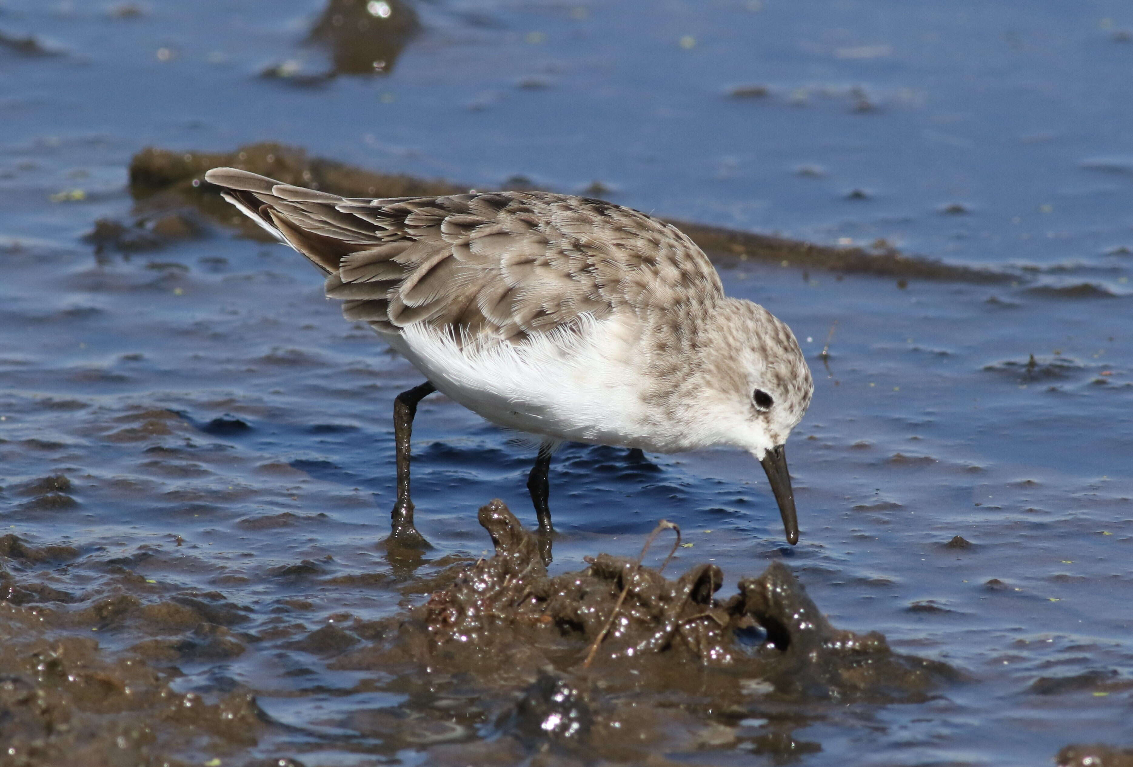 Imagem de Calidris minuta (Leisler 1812)