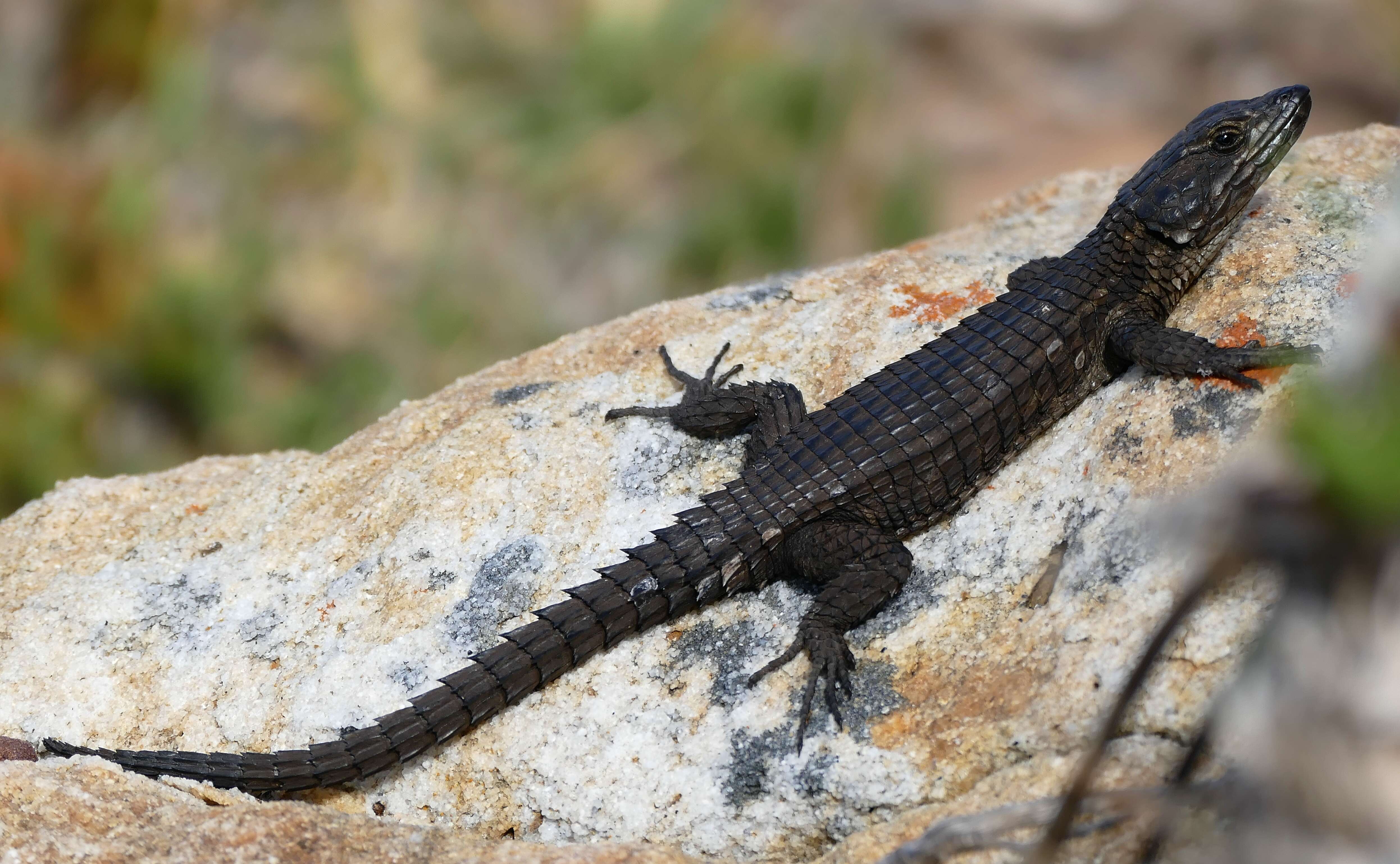 Image of Black girdled lizard