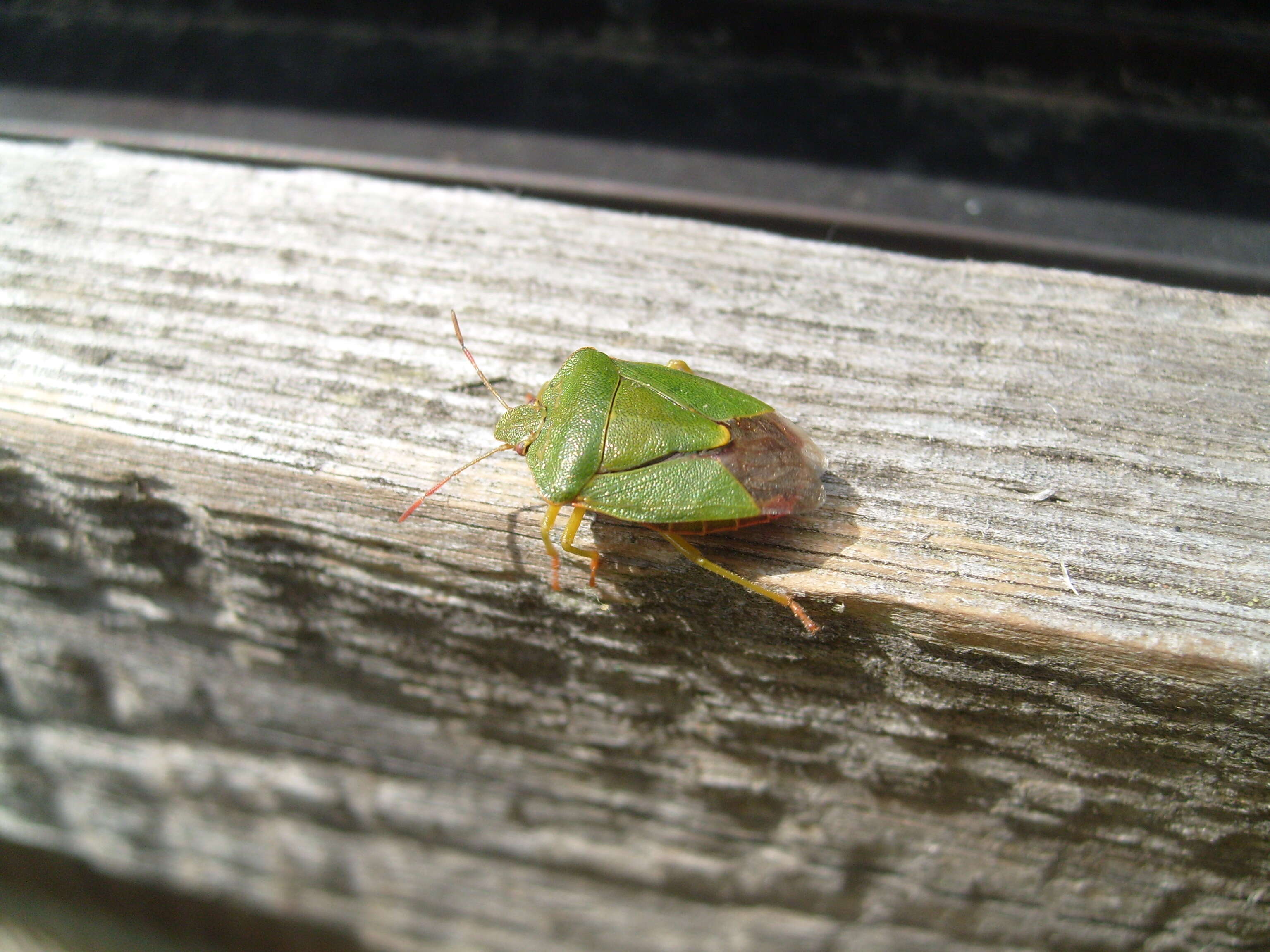 Image of Green shield bug