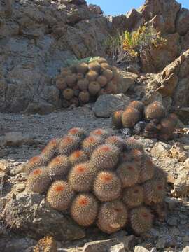 Image of Copiapoa serpentisulcata F. Ritter