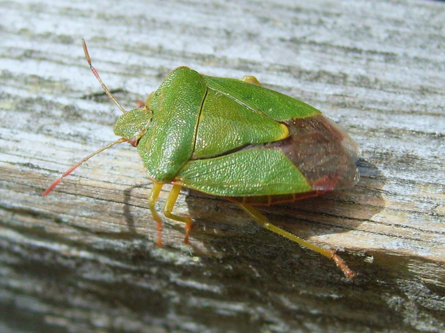 Image of Green shield bug