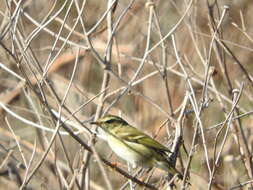 Image of Yellow-browed Warbler