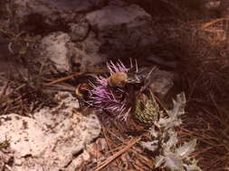 Image of Centris caesalpiniae Cockerell 1897