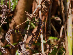 Image of Ochre-tipped Darner