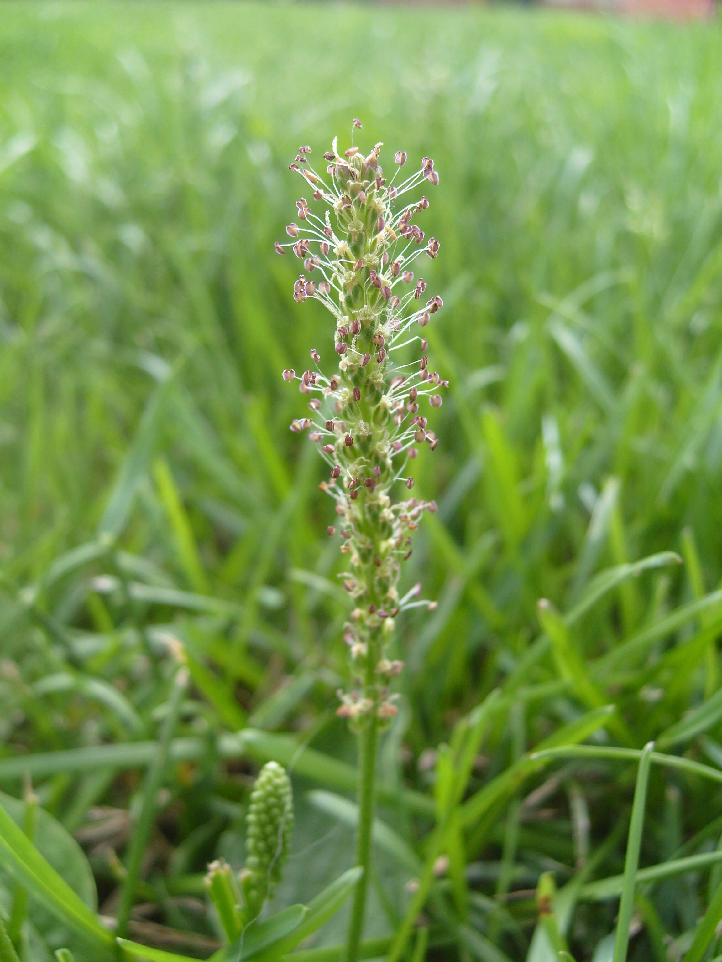 Image of Broadleaf Plantain