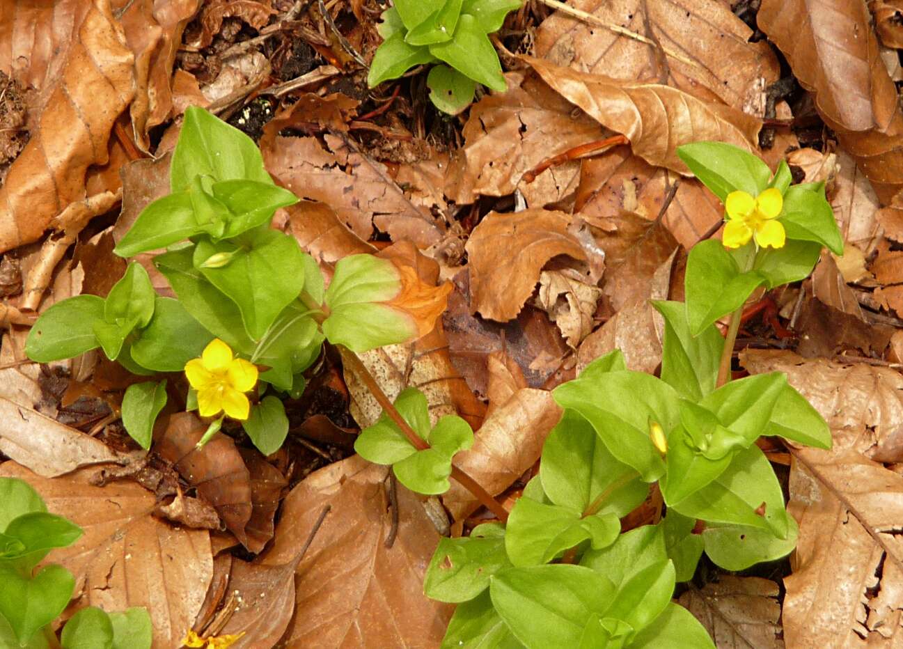 Image of Lysimachia nemorum L.