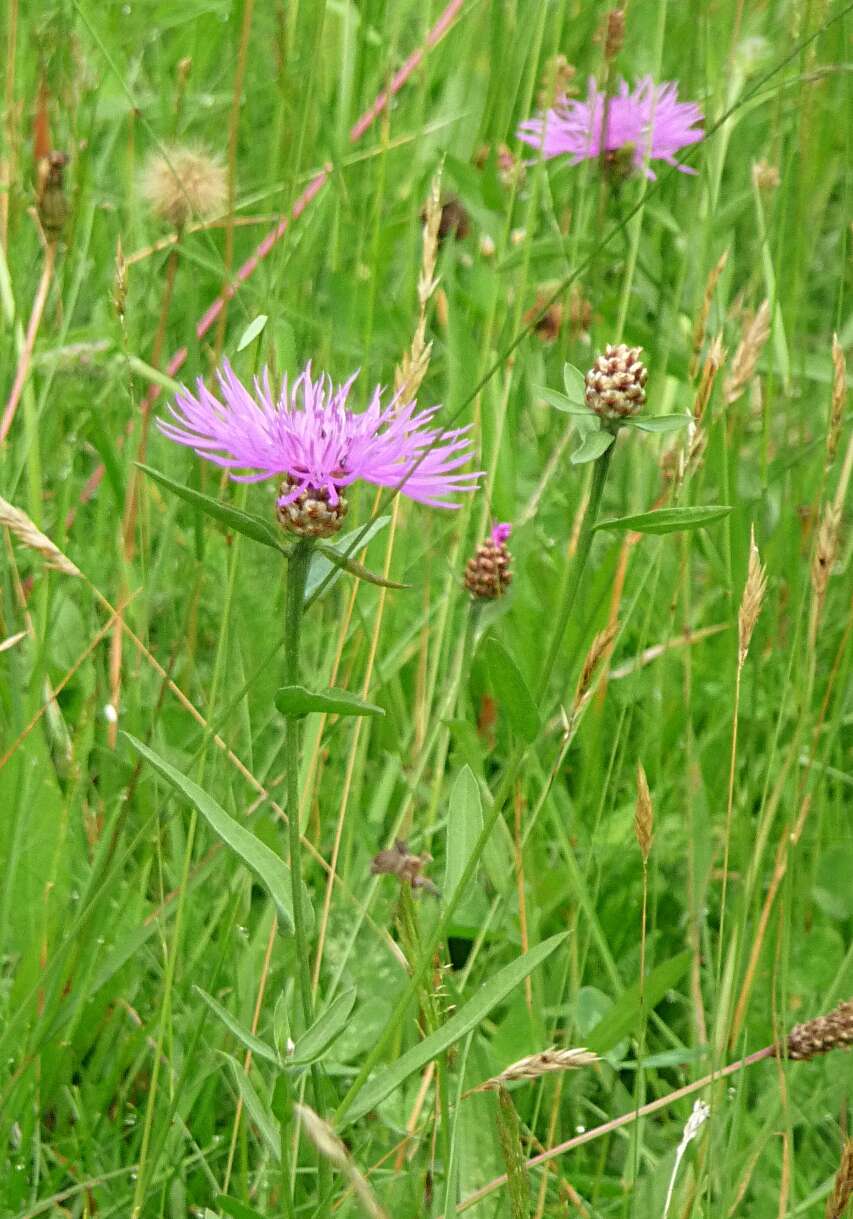 Image of brown knapweed