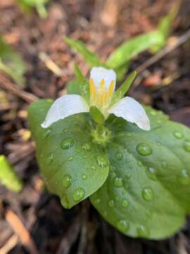 Image of Oettinger's trillium