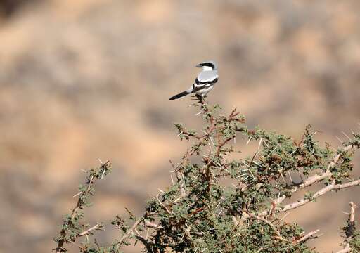 Слика од Lanius excubitor elegans Swainson 1832