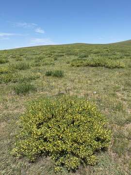 Plancia ëd Caragana buriatica Peschkova