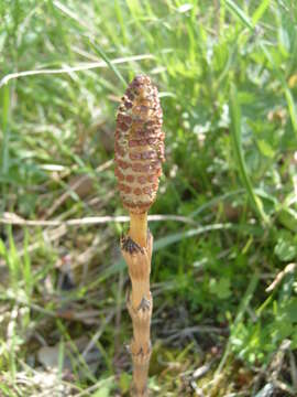 Image of field horsetail