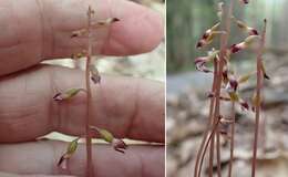 Image de Corallorhiza odontorhiza var. pringlei (Greenm.) Freudenst.