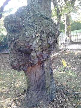 Image of Wych elm