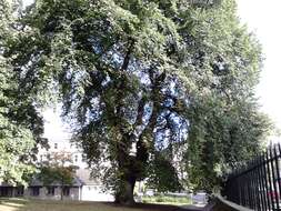 Image of Wych elm