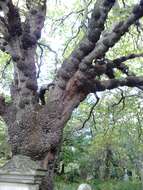 Image of Wych elm