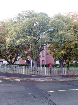 Image of Wych elm