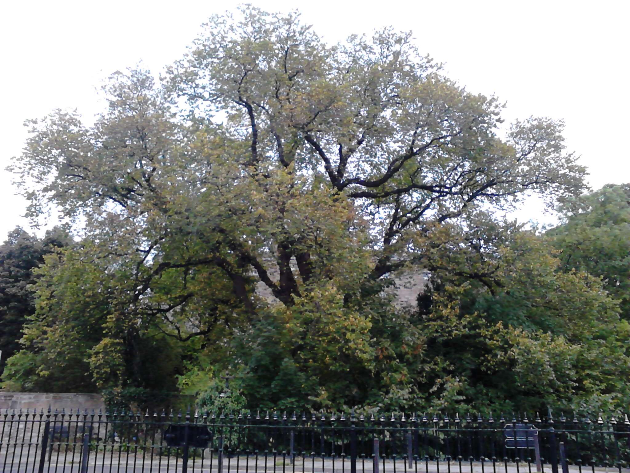 Image of Wych elm