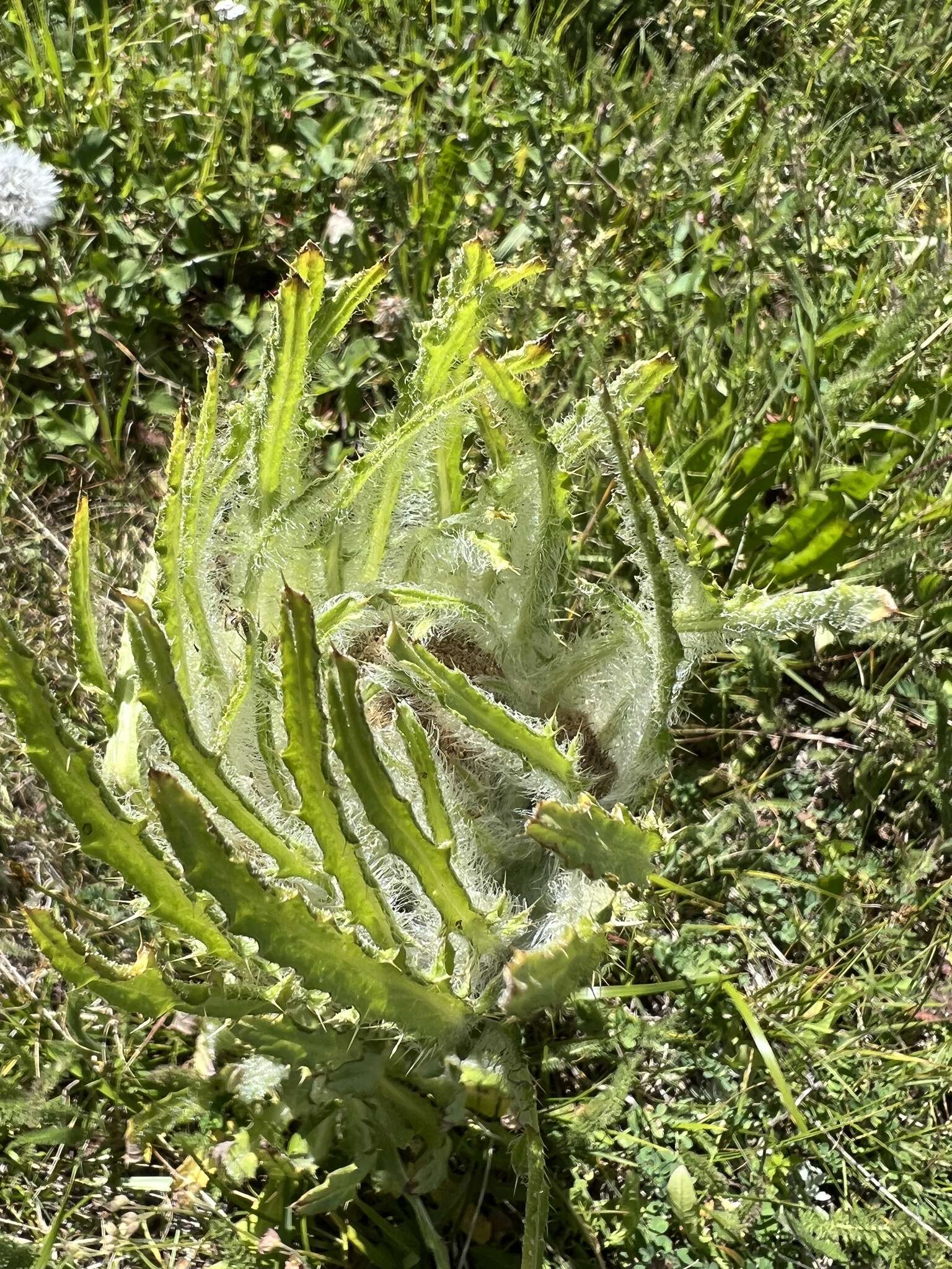 Image of Elk Thistle