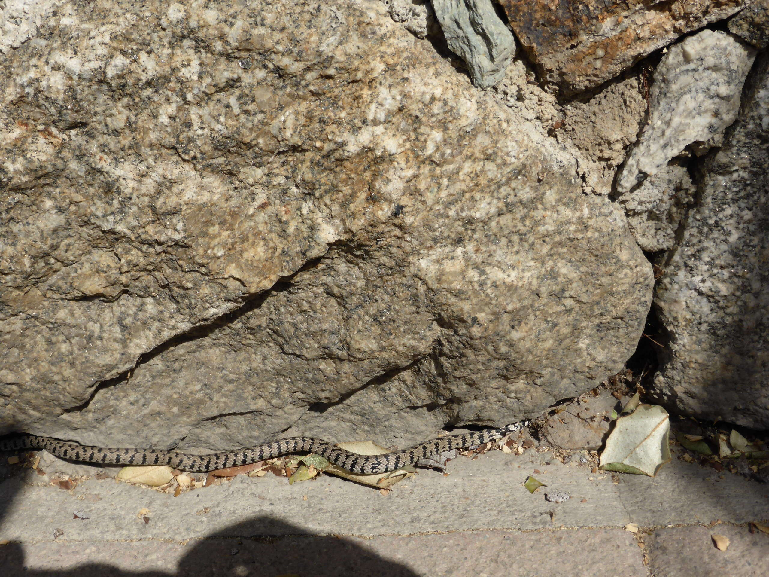 Image of Grass Snake