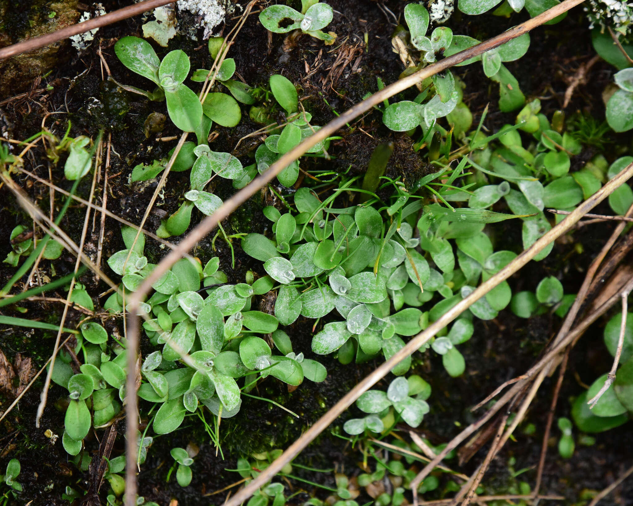 Image of featherweed