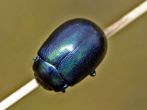 Image of Chrysolina cerealis