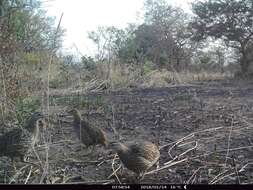 Image of Double-spurred Francolin