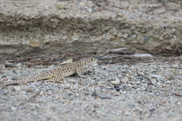 Image of Bluntnose Leopard Lizard