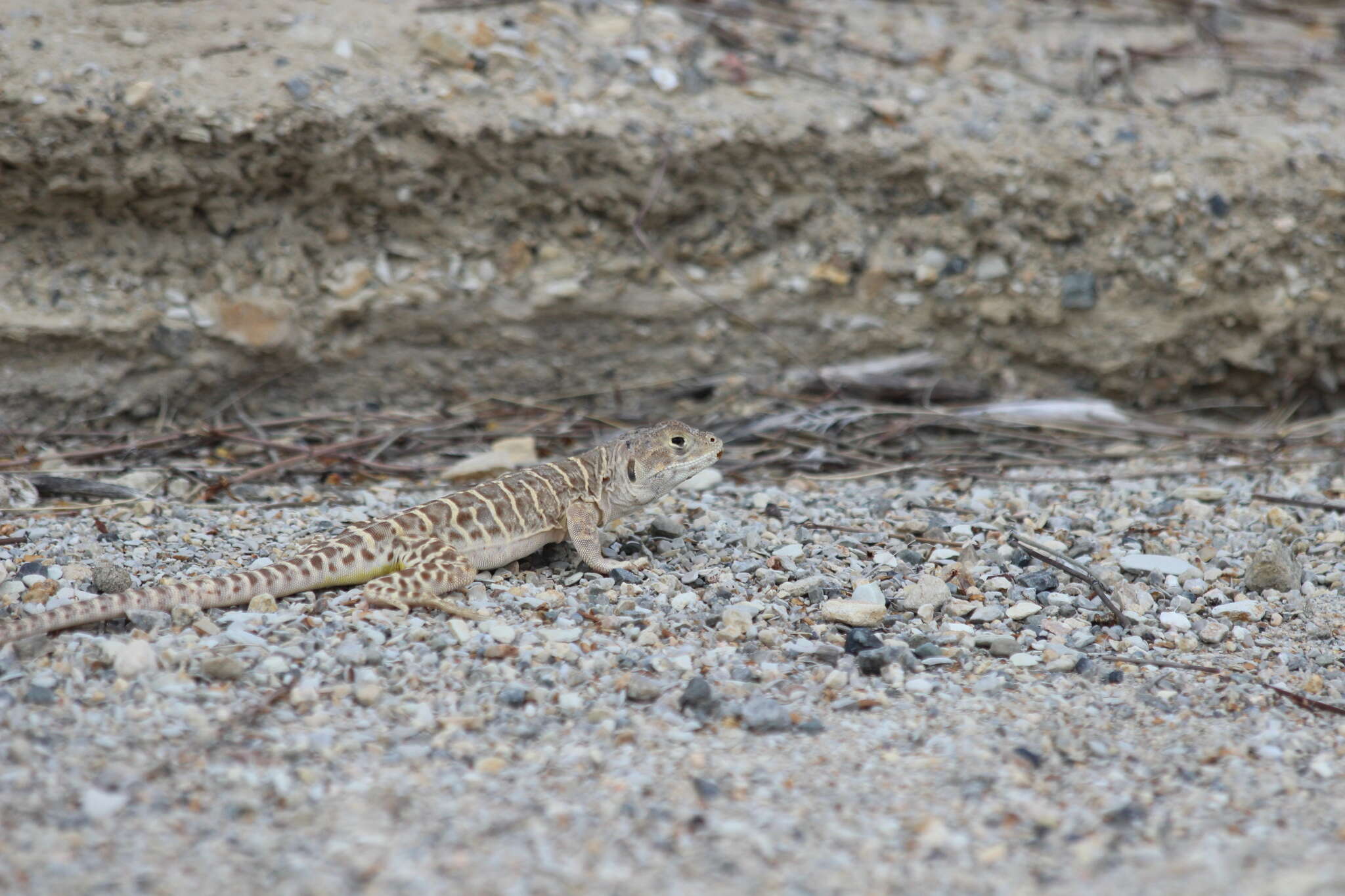 Image of Bluntnose Leopard Lizard