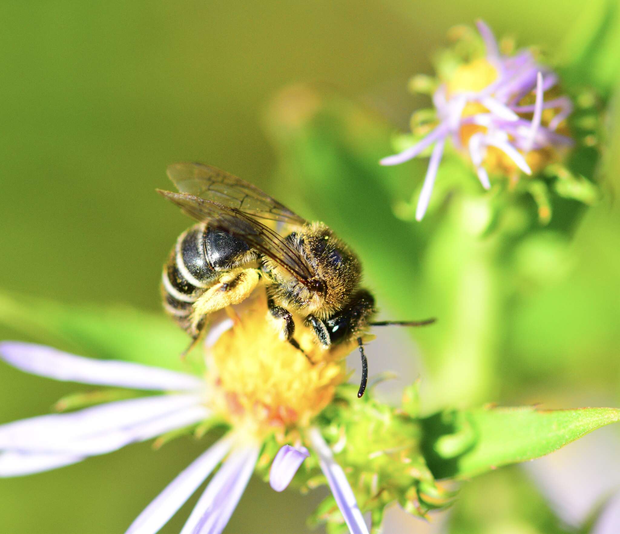 Image of Colletes compactus compactus Cresson 1868