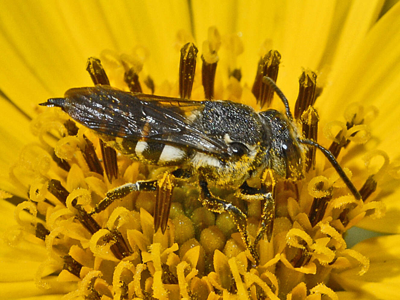 Image of Cuckoo-leaf-cutter Bees