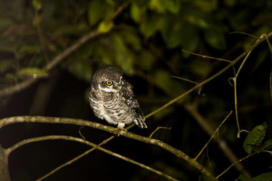 Image of Jungle Owlet