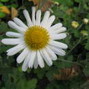 Plancia ëd Chrysanthemum occidentalijaponense (Nakai)