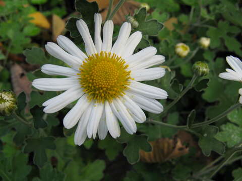 Imagem de Chrysanthemum occidentalijaponense (Nakai)