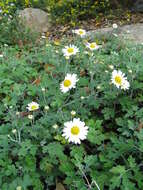 Plancia ëd Chrysanthemum occidentalijaponense (Nakai)