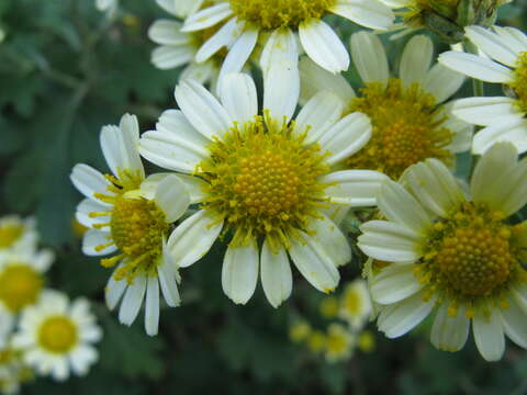 Imagem de Chrysanthemum occidentalijaponense (Nakai)