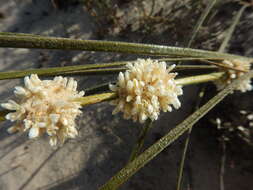 Sivun Lomandra leucocephala (R. Br.) Ewart kuva