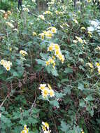 Plancia ëd Chrysanthemum occidentalijaponense (Nakai)