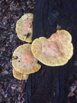 Image de Polypore safran