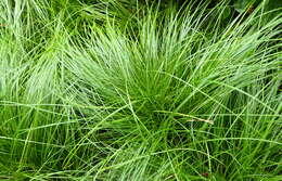 Image of Pennsylvania sedge