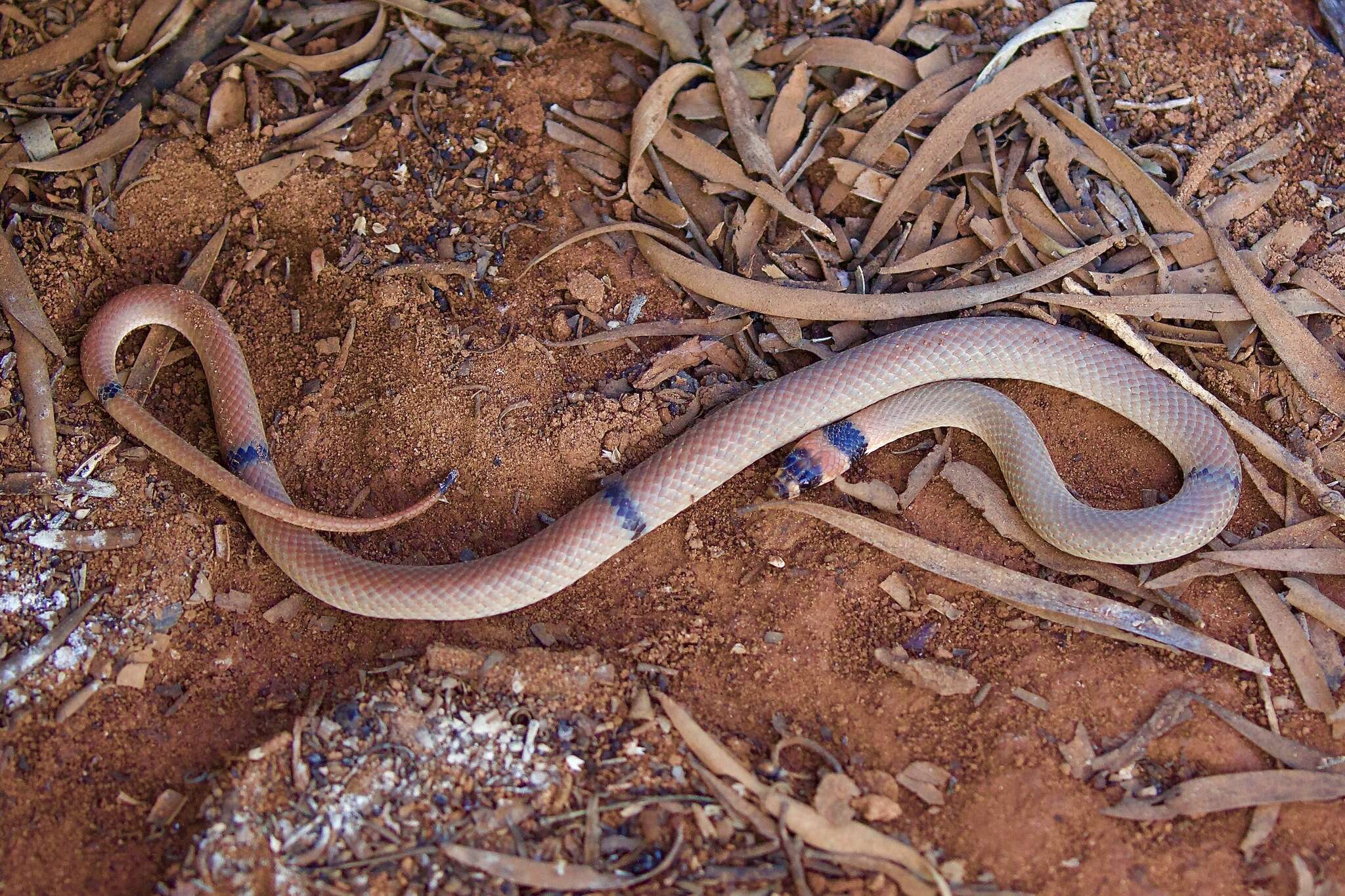 Image of Ringed Brown Snake