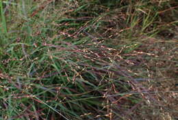 Imagem de Panicum virgatum L.