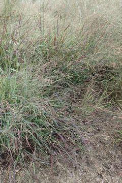 Imagem de Panicum virgatum L.