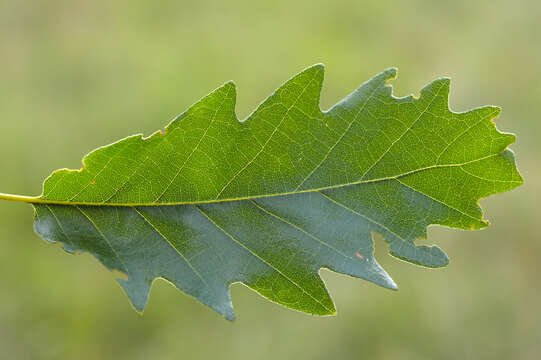 Image of European turkey oak