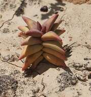 Image of Crassula congesta subsp. laticephala (Schönl.) Tölken