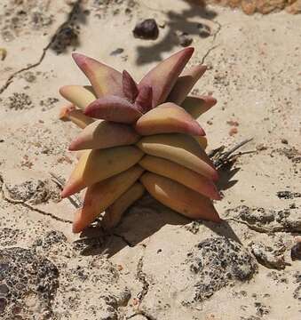 Image of Crassula congesta N. E. Br.