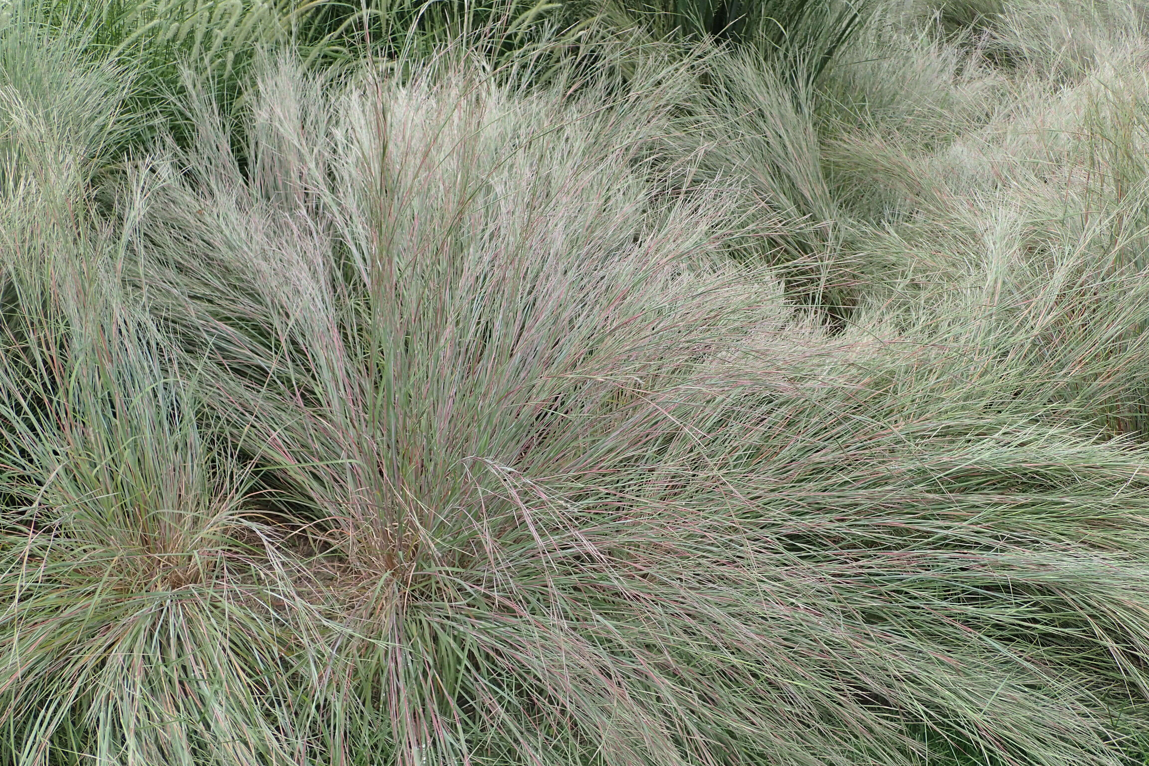 Imagem de Schizachyrium scoparium (Michx.) Nash