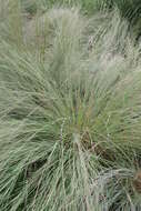 Imagem de Schizachyrium scoparium (Michx.) Nash